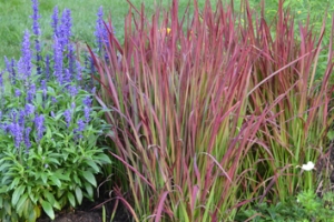 Grass Imperata cylindrica 'Red Baron'